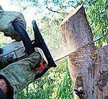How Our Tree Care Process Works  in  Palmetto Estates, FL