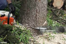 Reliable Palmetto Estates, FL Tree Care Solutions